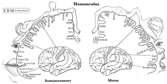 cortical homunculus