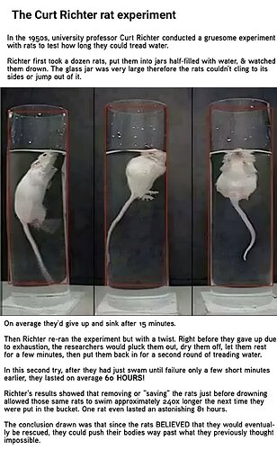 rats
